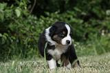 BERGER AUSTRALIEN PUPPIES 344